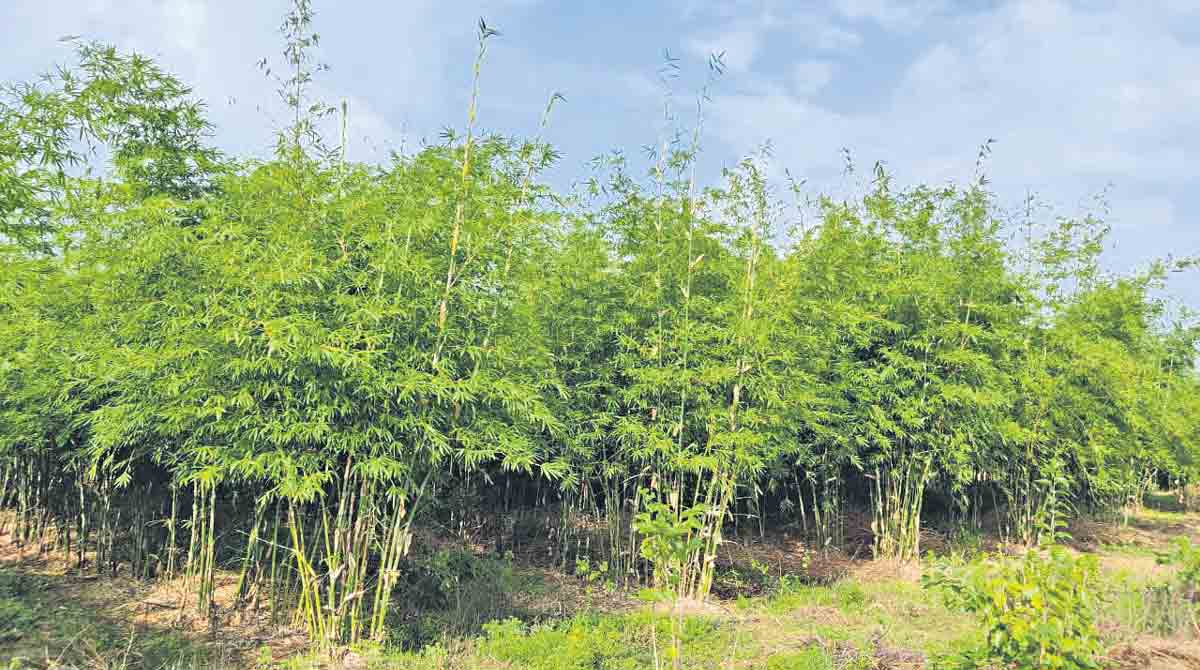 Bamboo Plantation