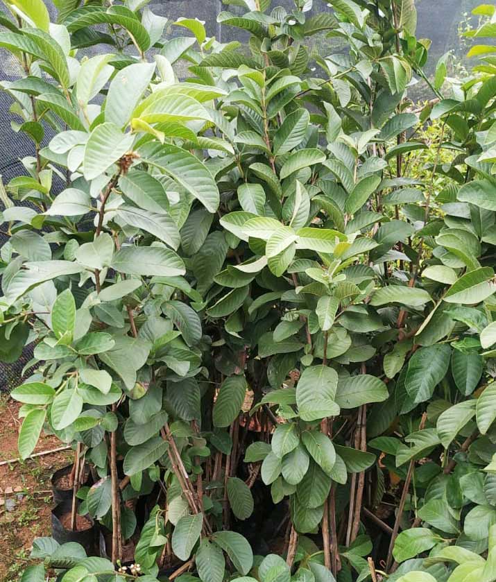 THAI GUAVA