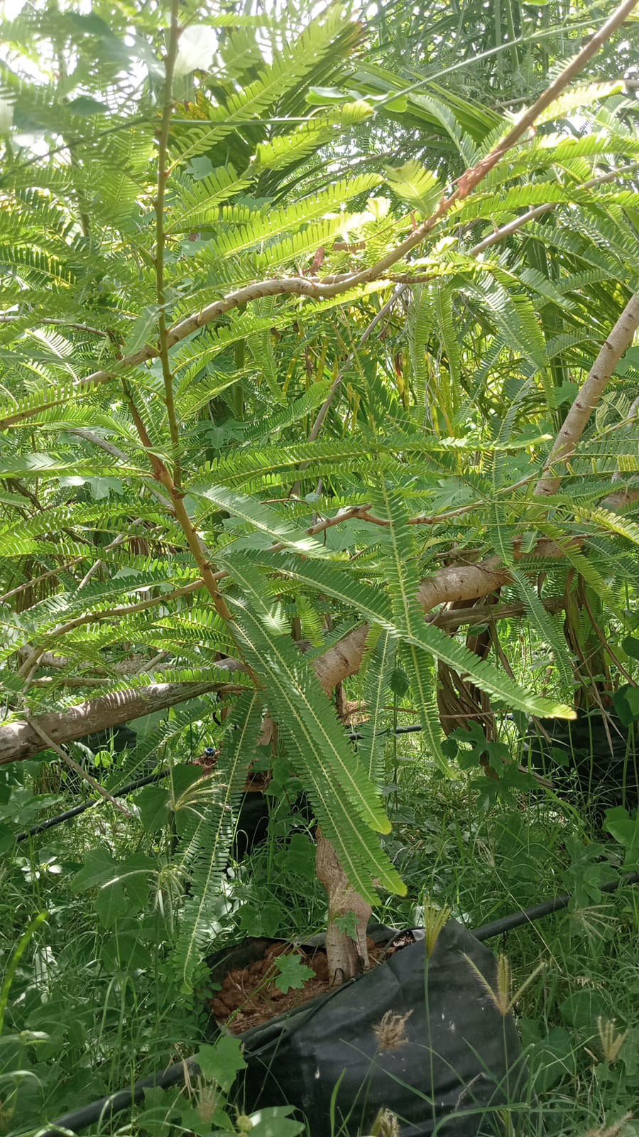 AMLA