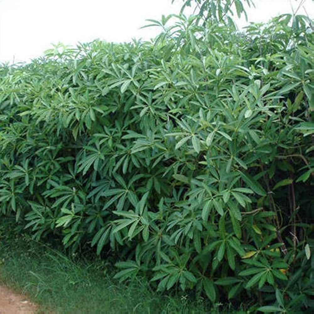 ALASTONIA