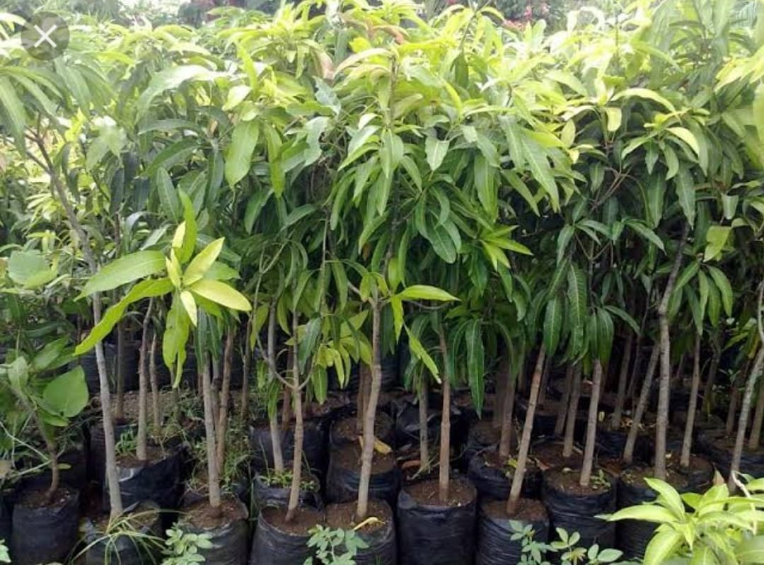 AAMRPALI MANGO