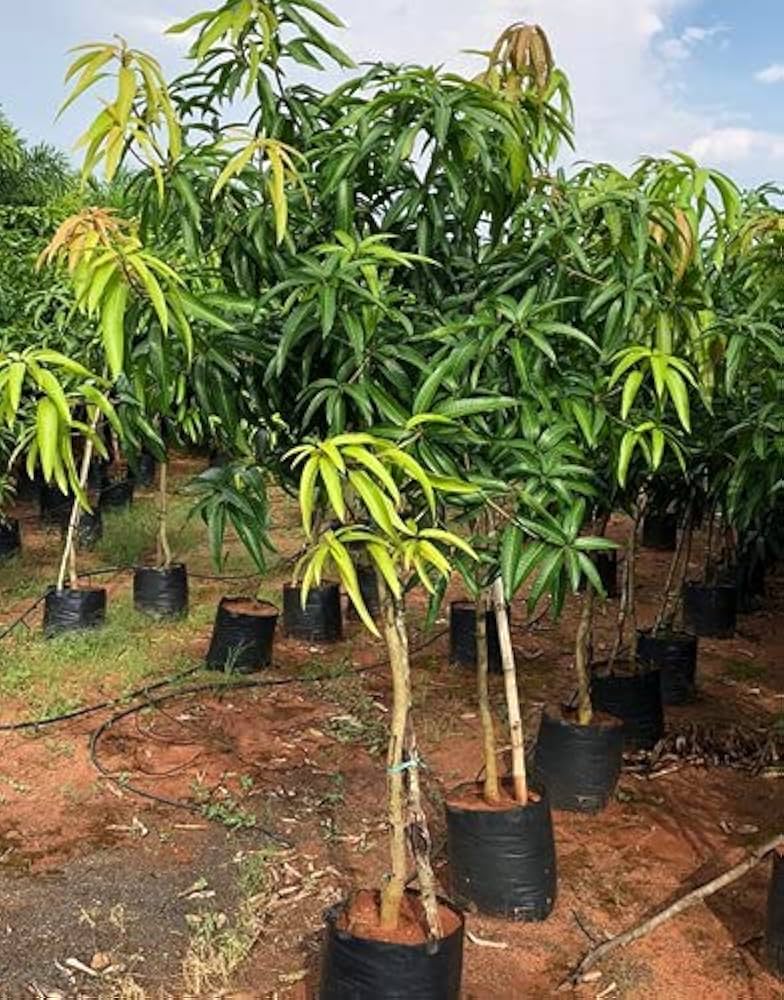 BADAM MANGO