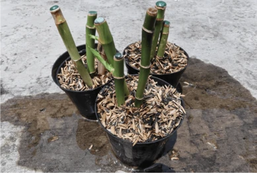 Bamboo Seeding