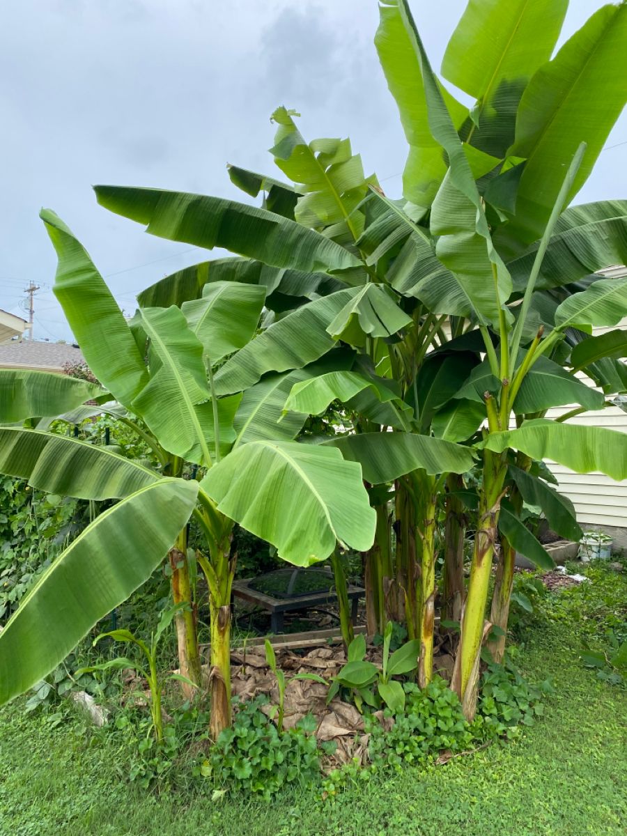 BANANA