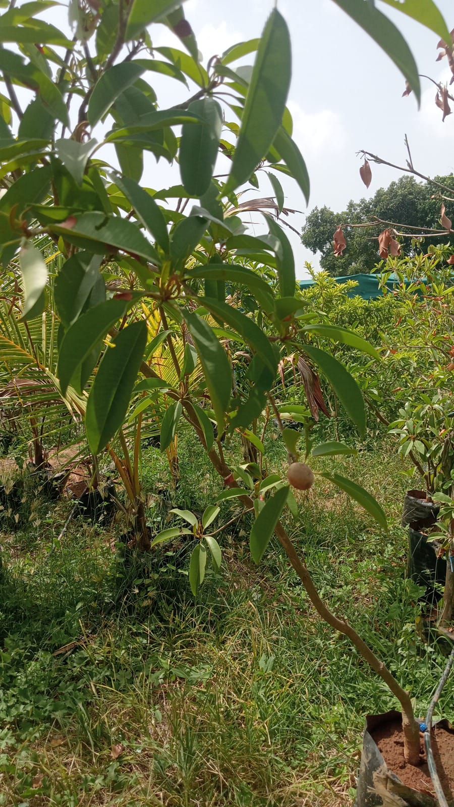CHIKU, KALAPATTI