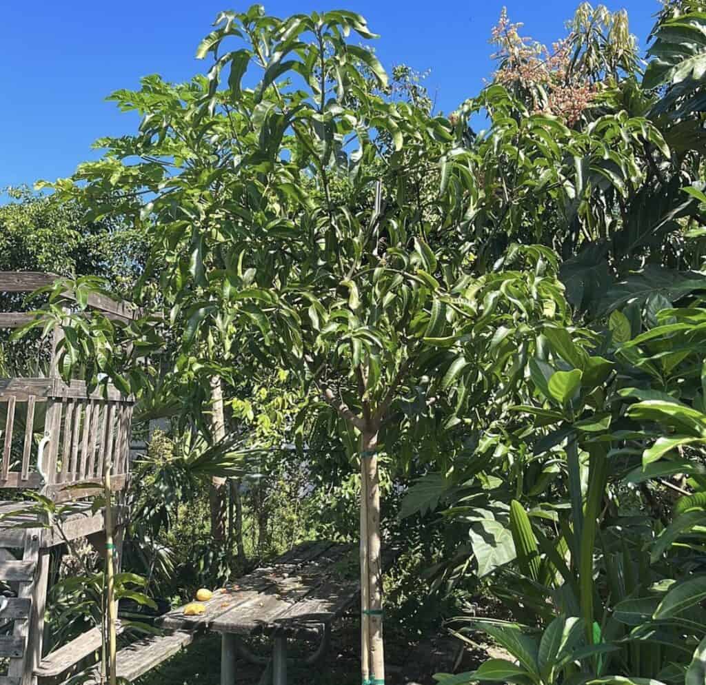 COCONUT MANGO