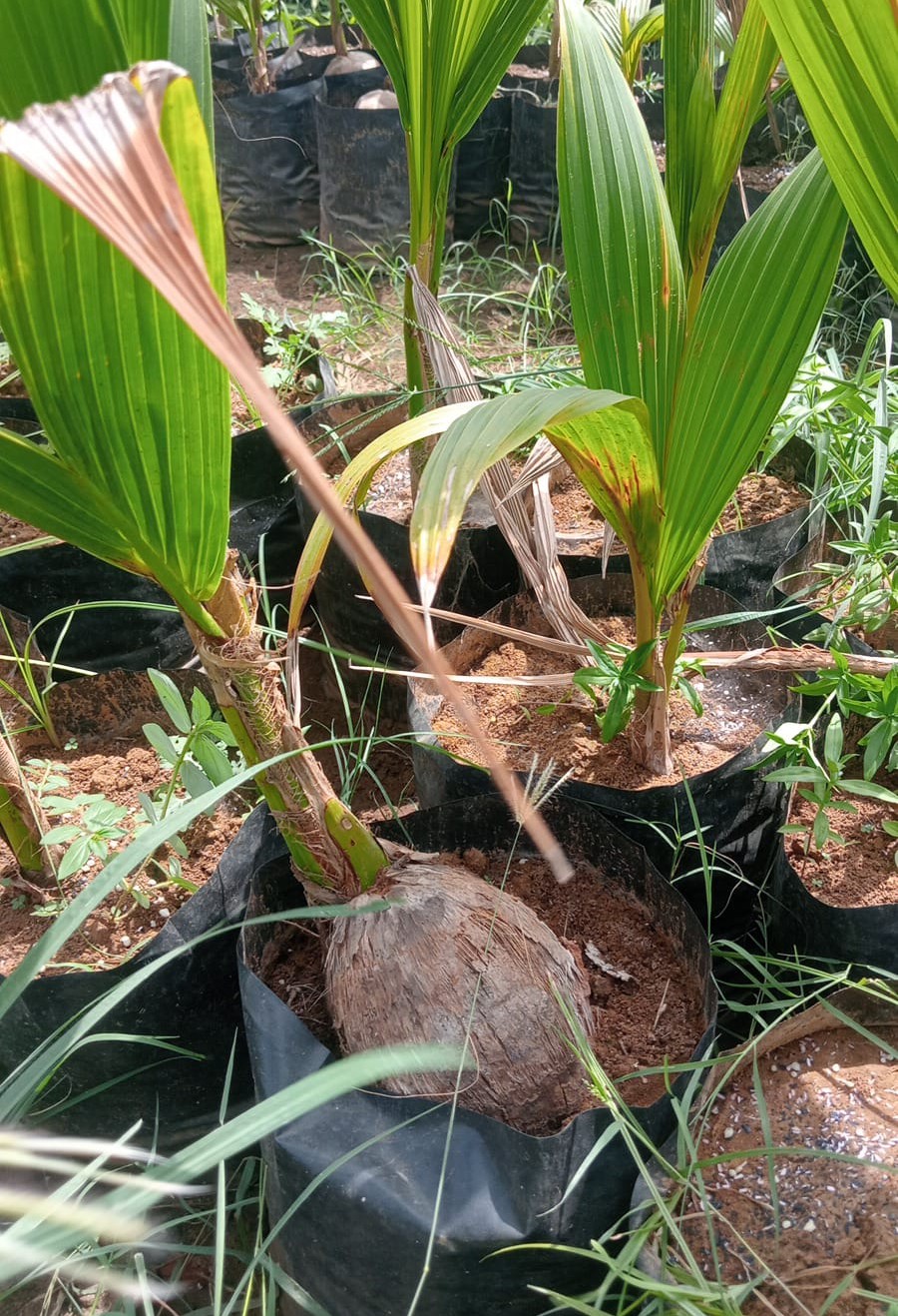 COCONUT