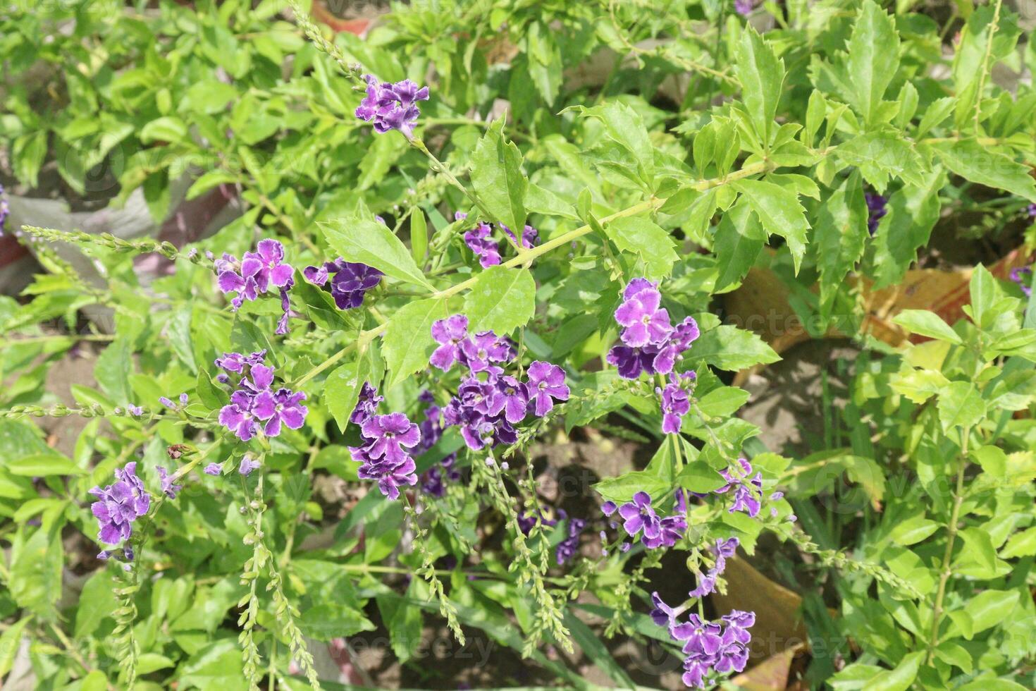 DURANTA