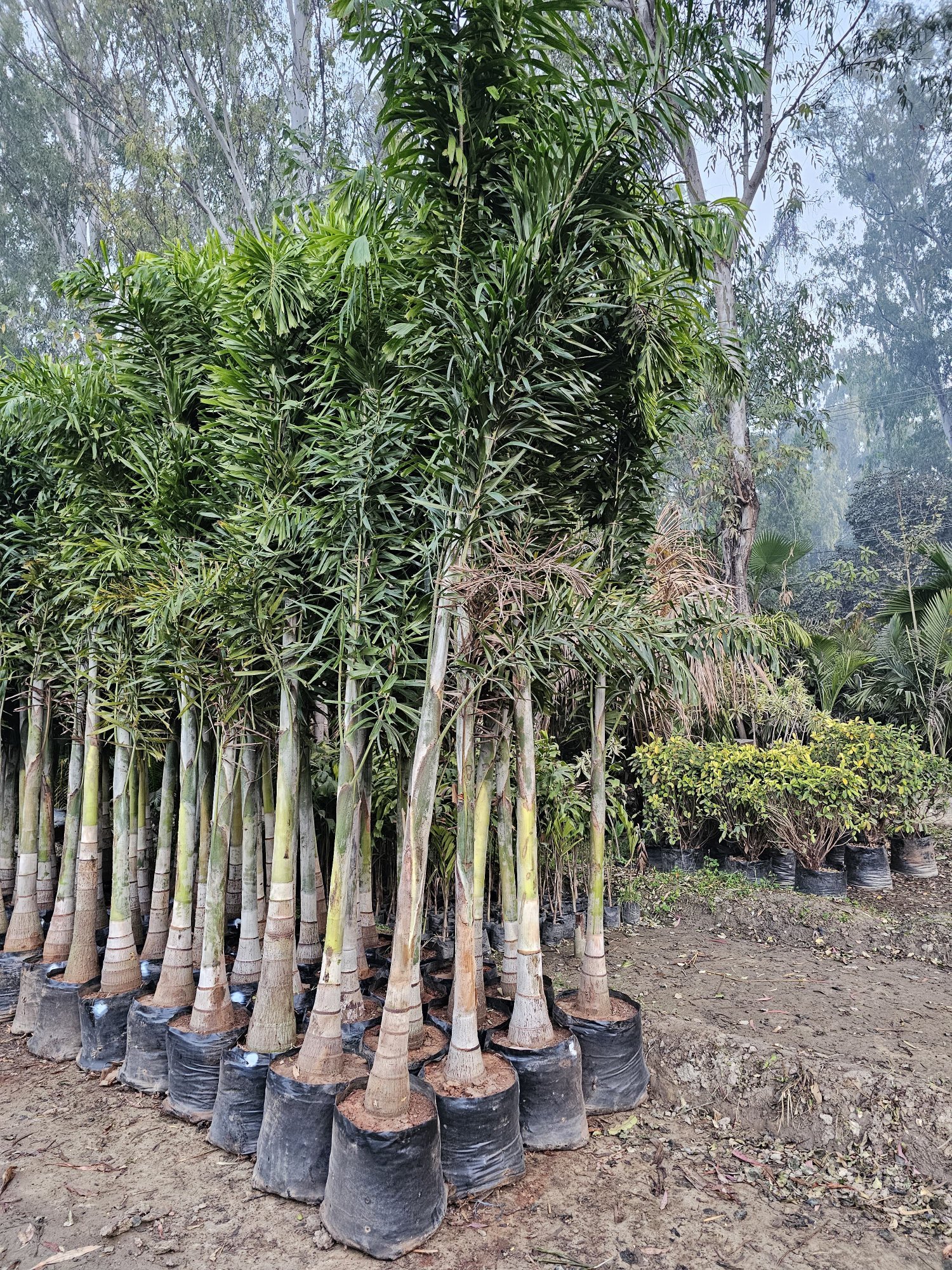 FOXTAIL PALM
