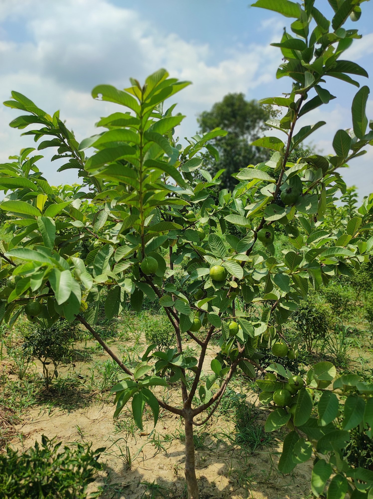 L-49 GUAVA
