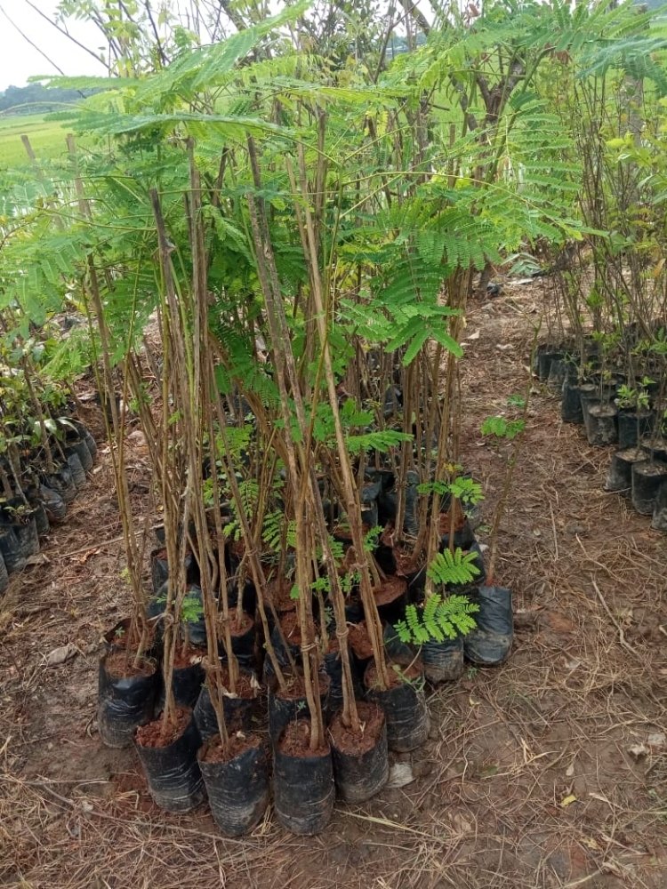 GULMOHAR
