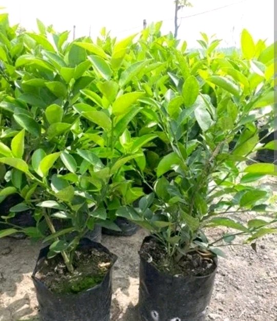 LEMON KAGDI