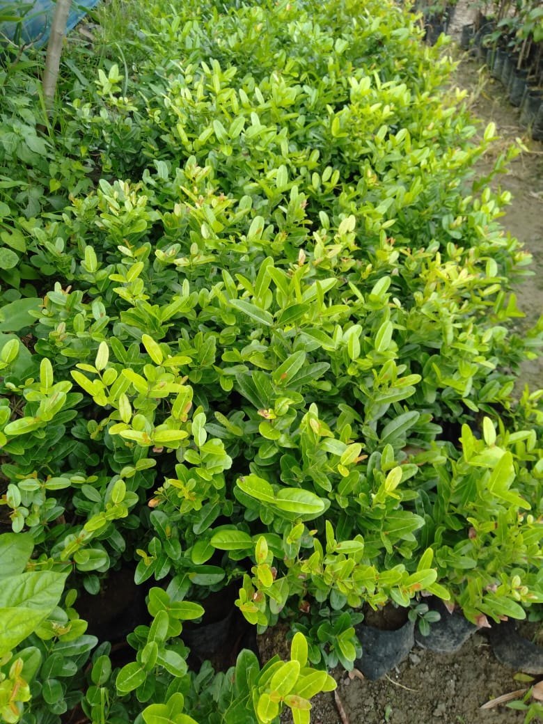 KARANDA