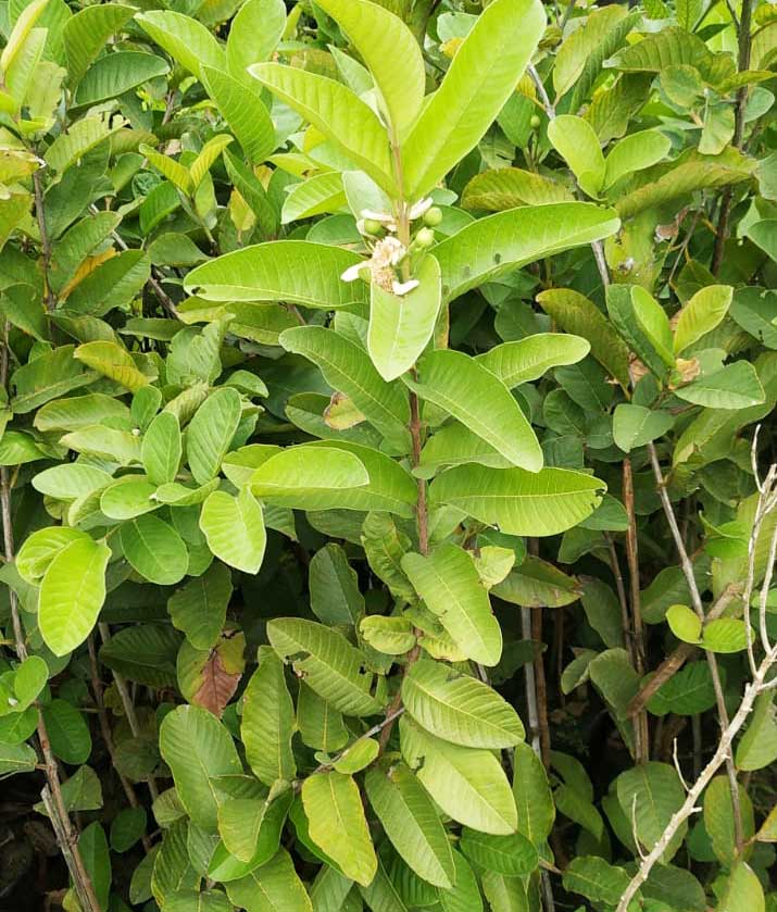 K.G. GUAVA