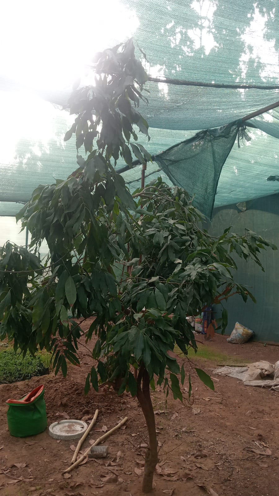 LICHI
