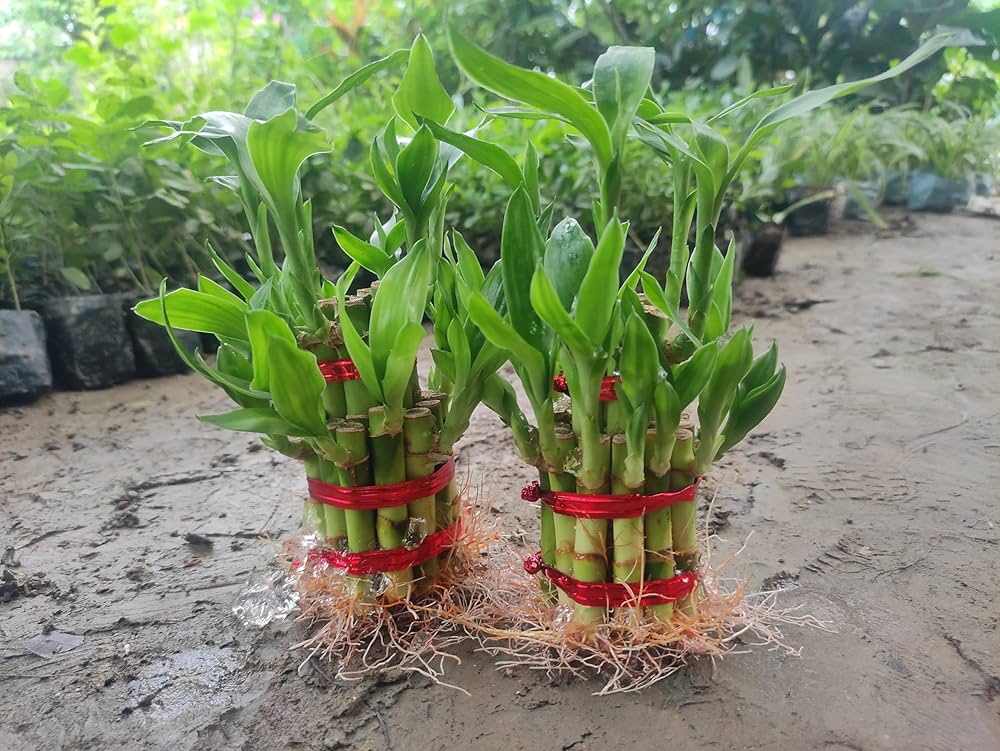Lucky Bamboo