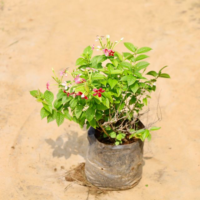MADHUMALTI