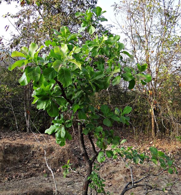 MAHUDO