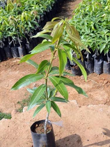 MALLIKA MANGO