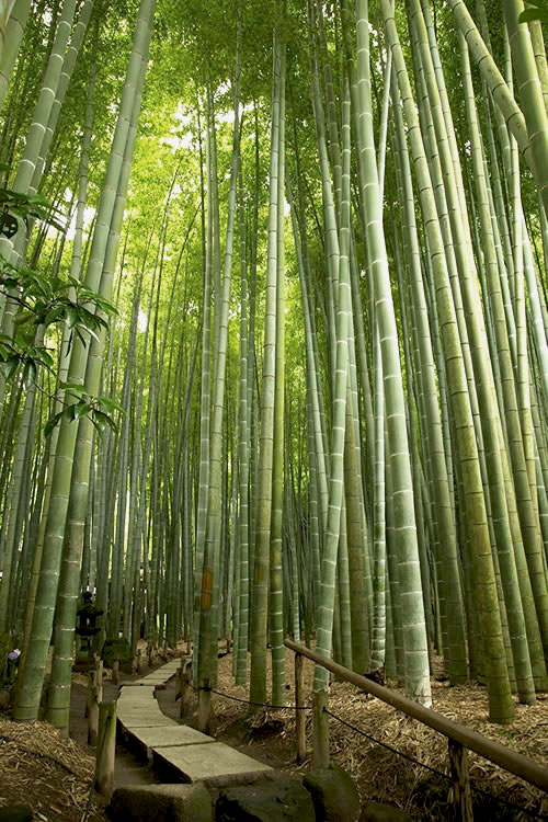Moso Bamboo