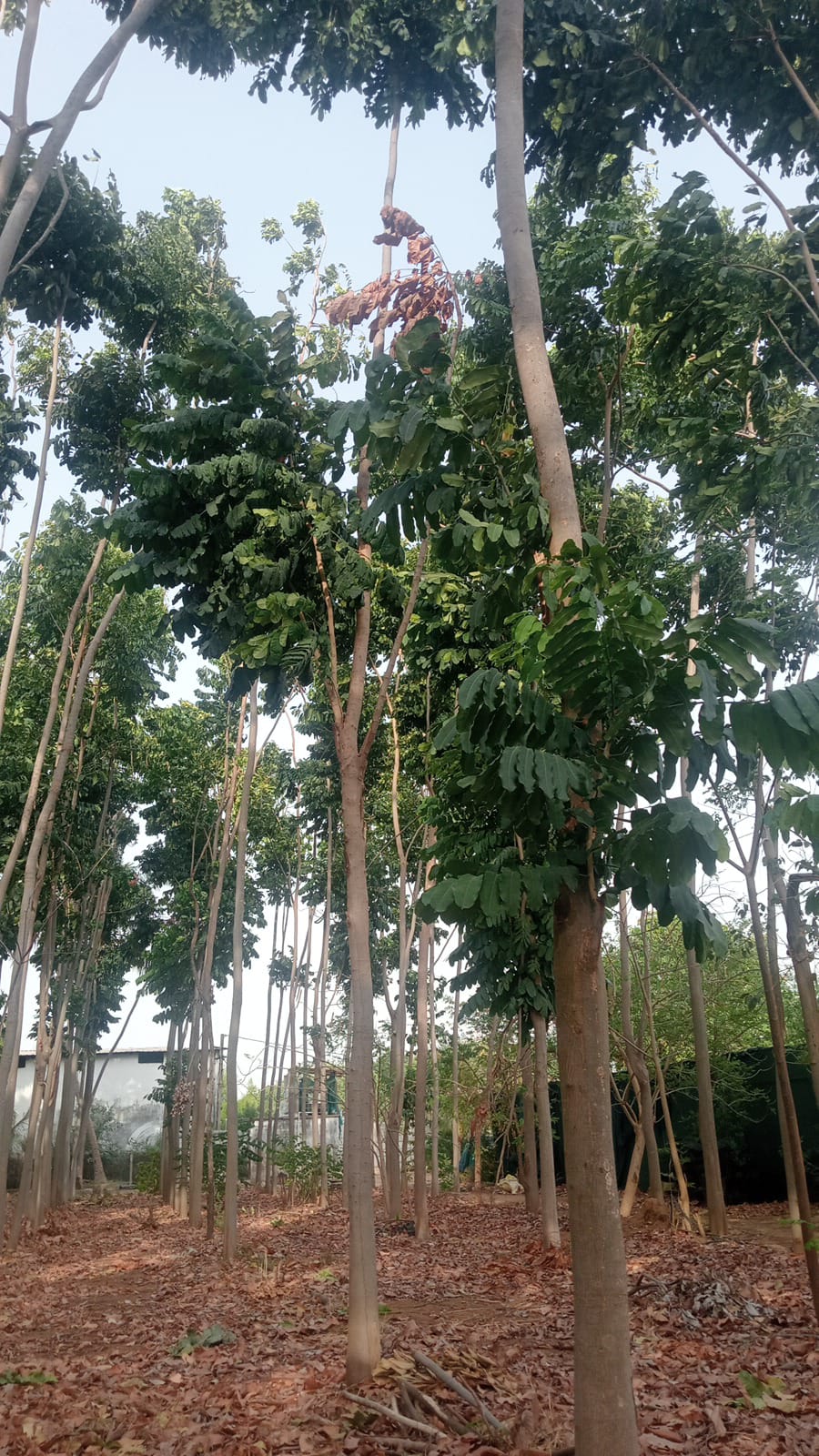 Bamboo forest