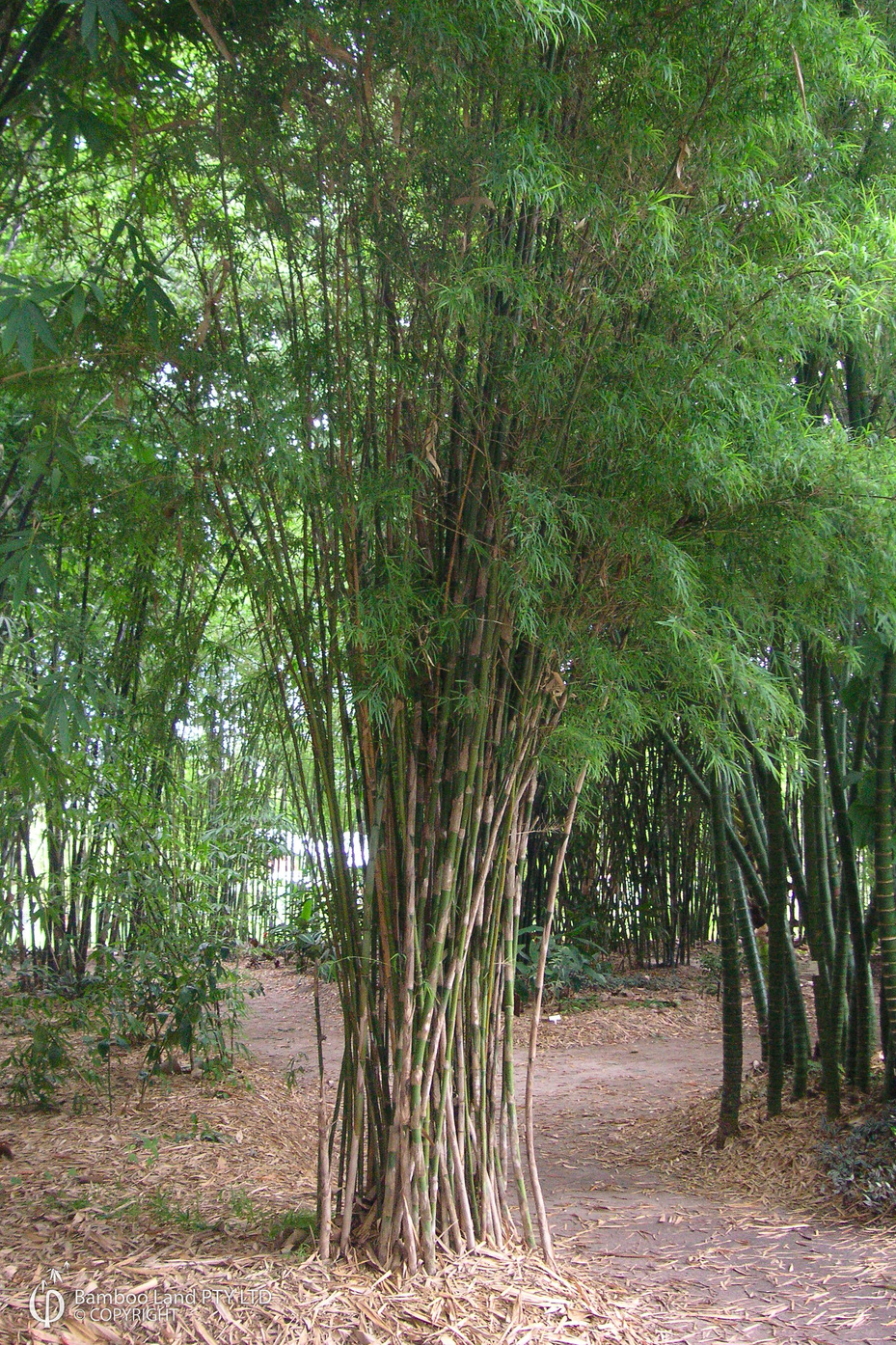 Thyrsostachys Siamensis