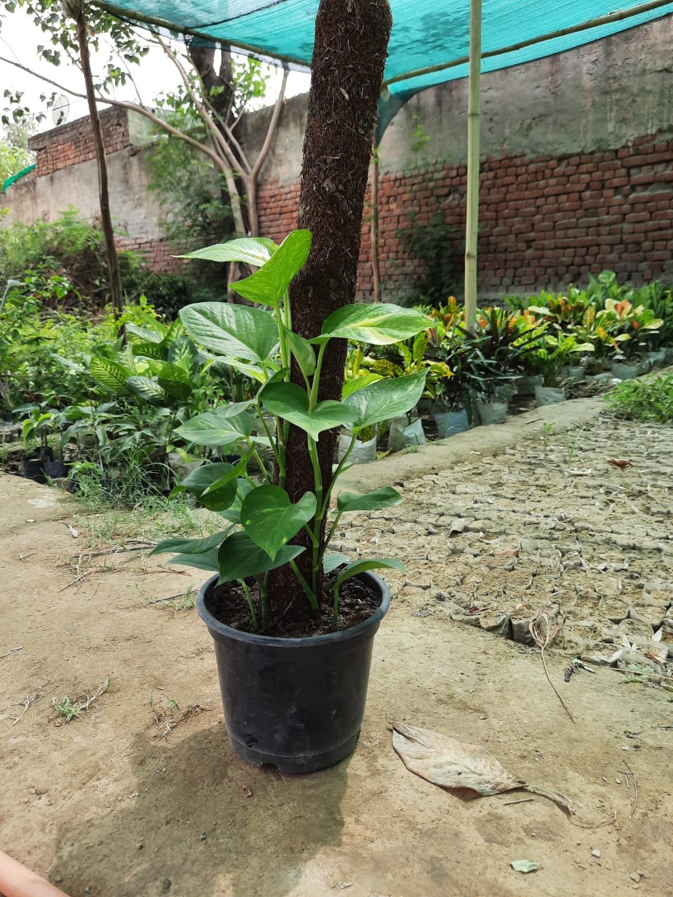 MONEYPLAN GREEN