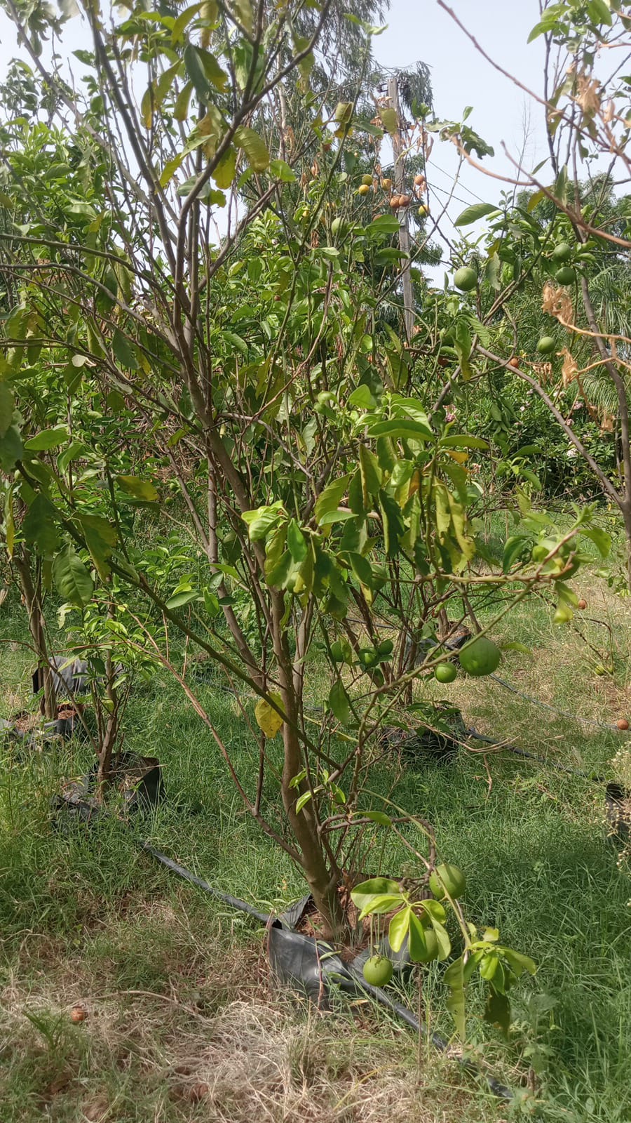MOSAMBI