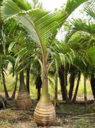 FISHTAL PALM