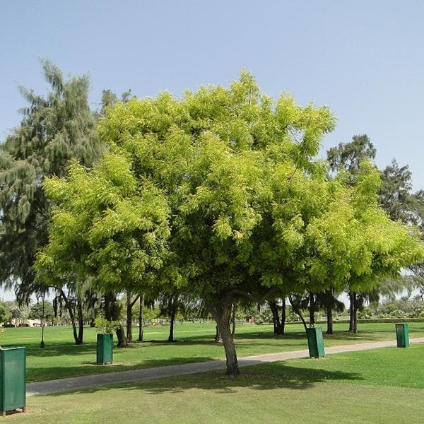 Neem Tree