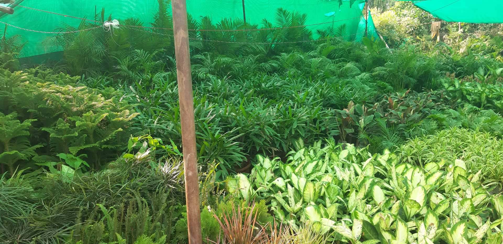 Nursery Plants