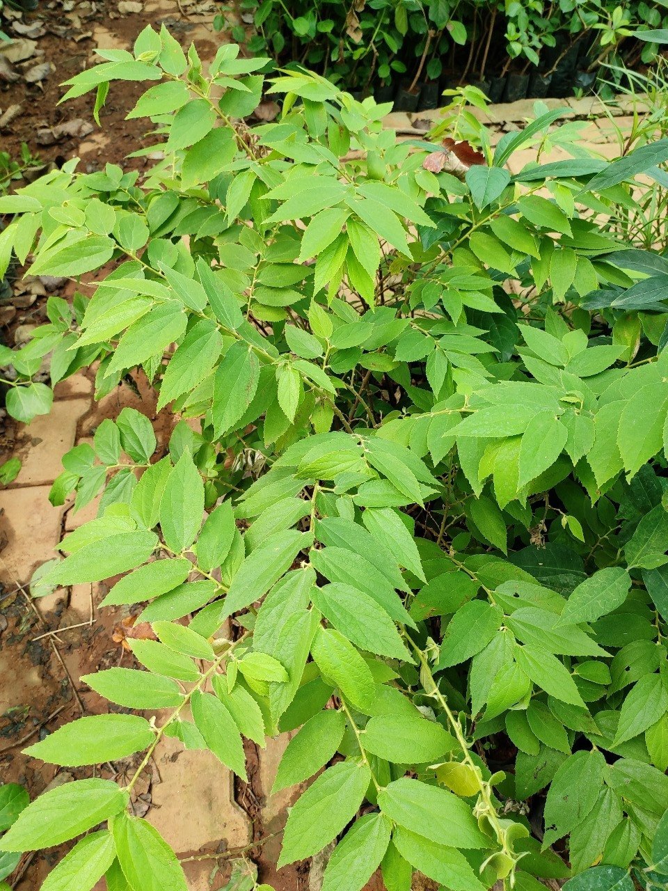 SINGAPURI CHERRY