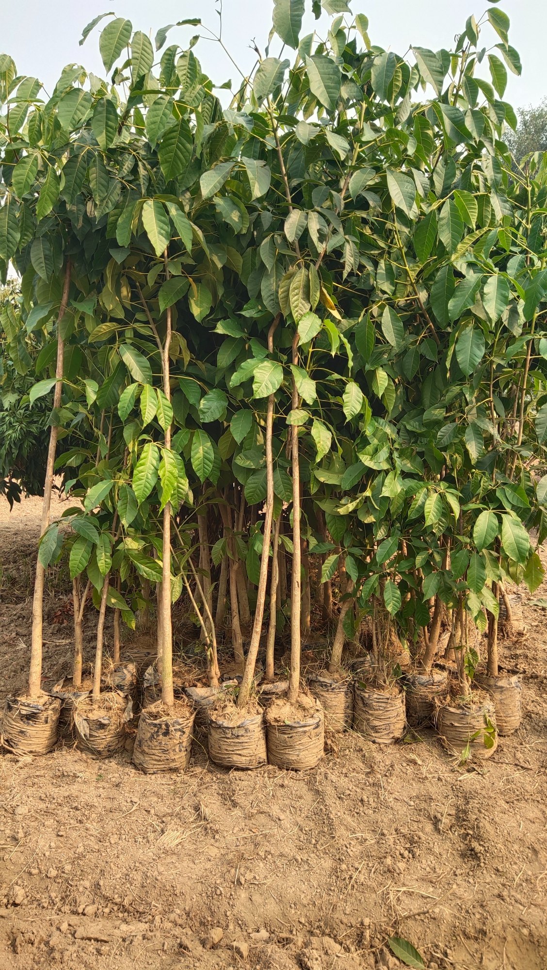 TABUBIYA ROSEYA