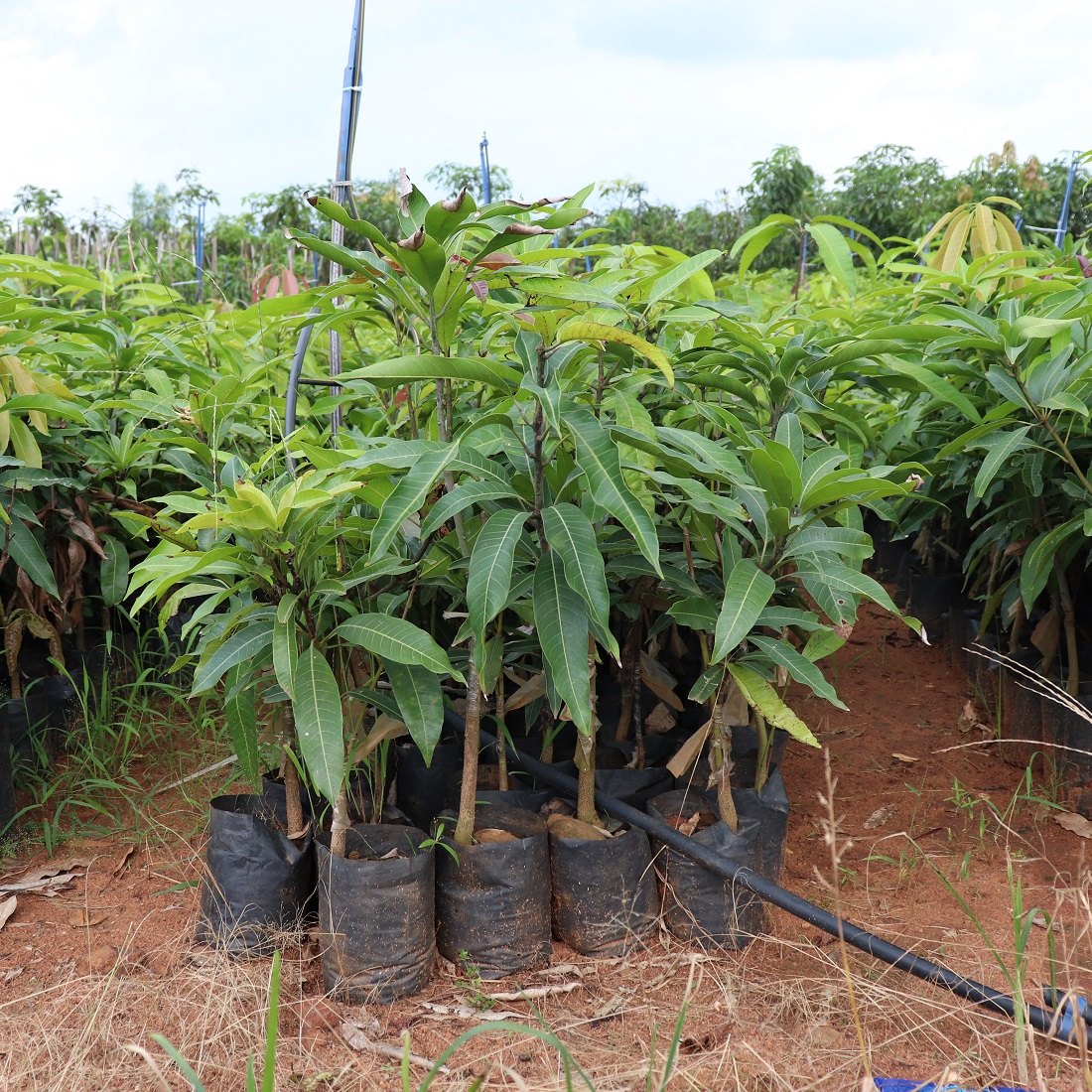 THAI MANGO
