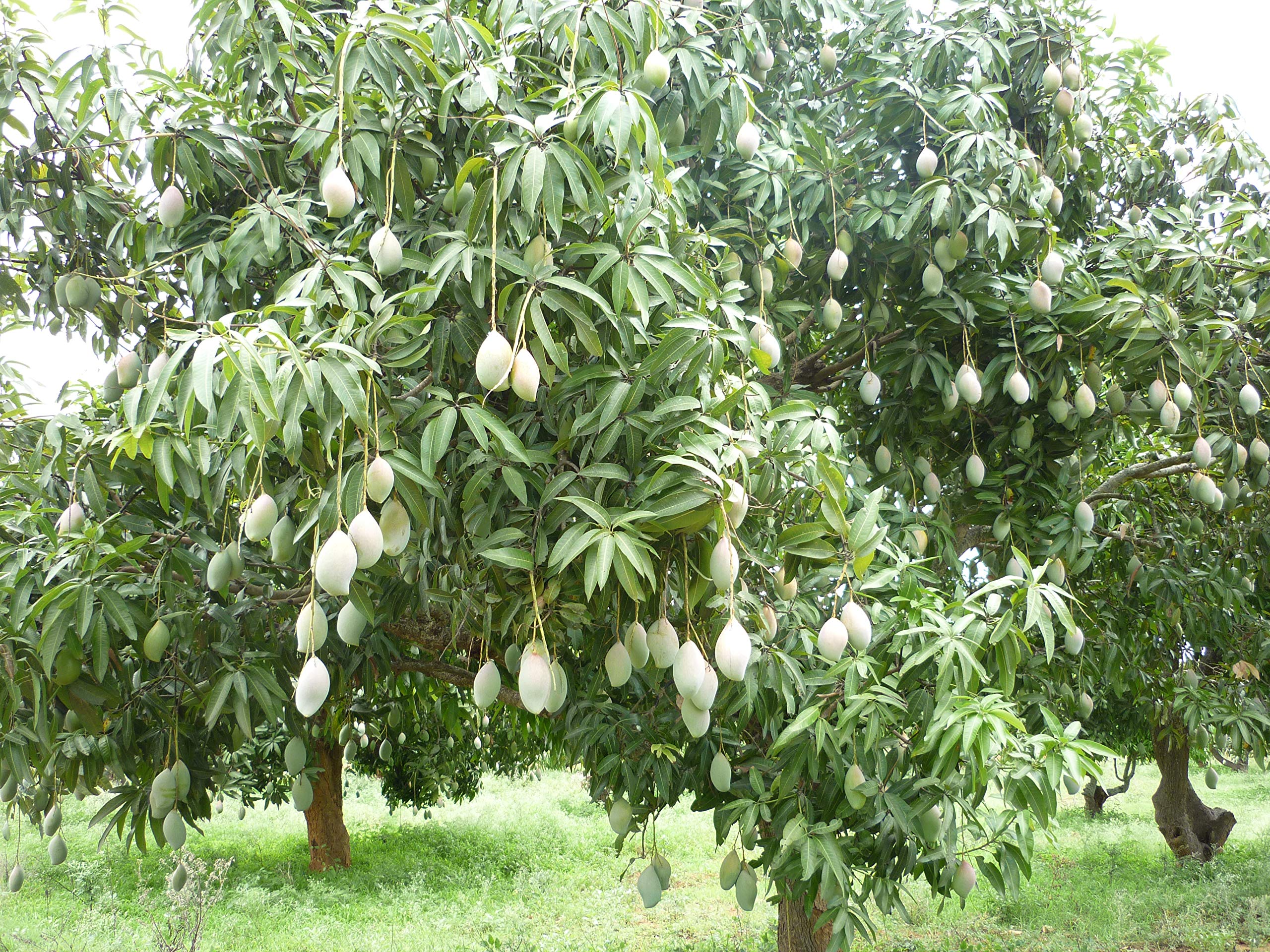 TOTAPURI MANGO
