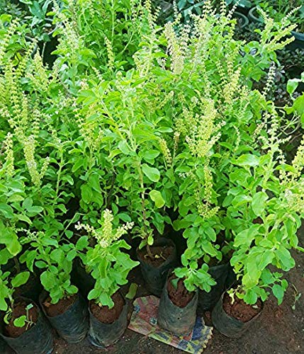 TULSI